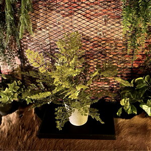 SALE!! Adiantum(AWA^)!! tFCNO[|bg!! lH ϗtA tFCNO[ tFCNc[ K[fjO EGXgR[XgCeA C݃X^C AWA