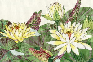 Bothy ThreadsNXXeb` hJLbg yWater Lily Blooms / @̉ԁz CMX@Ҍ@AC[_