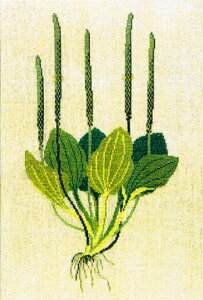 t NXXeb` hJLbg yIIoCNTz ̉ԁ@n[uƖ򑐁@f}[N AイLbg