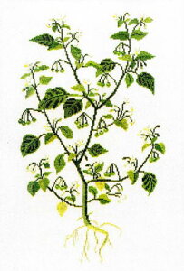 t NXXeb` hJLbg yCkzIYLz ̉ԁ@n[uƖ򑐁@f}[N AイLbg