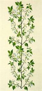 t NXXeb` hJLbg y̎}z ̉ԁ@n[uƖ򑐁@f}[N AイLbg