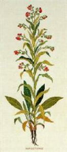 t NXXeb` hJLbg yHUNDETUNGE (IIjz ̉ԁ@f}[N AイLbg