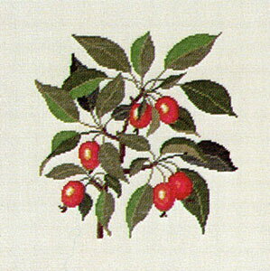 t NXXeb` hJLbg yCRAB APPLEz ̉ԁ@f}[N AイLbg