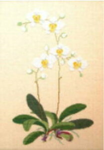 t NXXeb` hJLbg yORCHID, WHITEzԂƎ؁@f}[N AイLbg