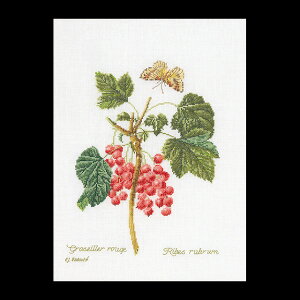 eA@O[xk[@NXXeb`hJLbg yRed Currantzҁ[㋉Ҍ 񂹃Lbgi[30-90xj