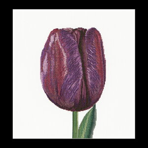 �e�A�@�O�[�x���k�[���@�N���X�X�e�b�`�h�J�L�b�g �yPurple Triumph tulip�z�����ҁ[�㋉�Ҍ��� �������񂹃L�b�g�i�[����30-90�����x�j