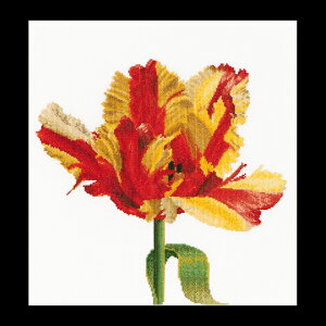 eA@O[xk[@NXXeb`hJLbg yRed / Yellow Parrot tulipzҁ[㋉Ҍ 񂹃Lbgi[30-90xj