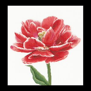 �e�A�@�O�[�x���k�[���@�N���X�X�e�b�`�h�J�L�b�g �yRed / White edged Early double tulip�z�����ҁ[�㋉�Ҍ��� �������񂹃L�b�g�i�[����30-90�����x�j