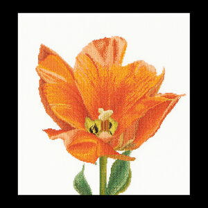 �e�A�@�O�[�x���k�[���@�N���X�X�e�b�`�h�J�L�b�g �yOrange Triumph tulip�z�����ҁ[�㋉�Ҍ��� �������񂹃L�b�g�i�[����30-90�����x�j