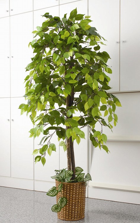 観葉植物ベンジャミン＆観音竹２点セット【人工植物、人工観葉植物】