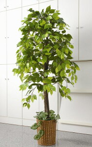 目隠し Diy 室内 観葉植物の人気商品 通販 価格比較 価格 Com