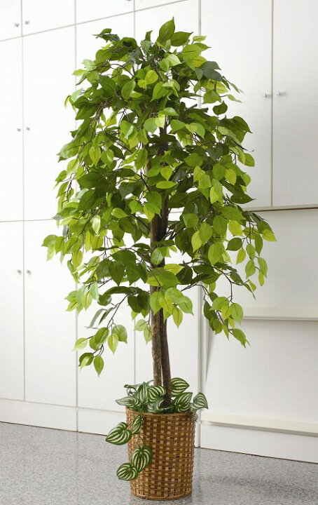 楽天市場 観葉植物 大型 1 5m 150cm フェイク ベンジャミン 高い 大きい インテリア 造花 グリーン 事務所 部屋 間仕切りお手入れ 不要 室内 ギフト 贈り物 モダン おしゃれ 目隠し リビング 模様替え オフィス 雑貨 居間 会社 樹木 贈答 ダントツonline
