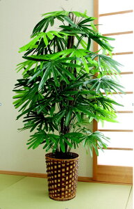 観葉植物 観音竹の人気商品 通販 価格比較 価格 Com