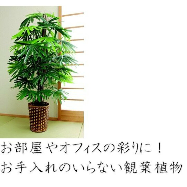 楽天市場 観音竹 人工観葉植物 フェイクグリーン 鉢植え 大型 おしゃれ 樹木 株立 インテリア グリーン 部屋 無機質 空間 快適 お手入れ 不要 自宅 室内 縁起物 ギフト スタイリッシュ 贈り物 モダン 飾り やすらぎ オフィス ギフト 和室 洋室 フェイク ダントツonline