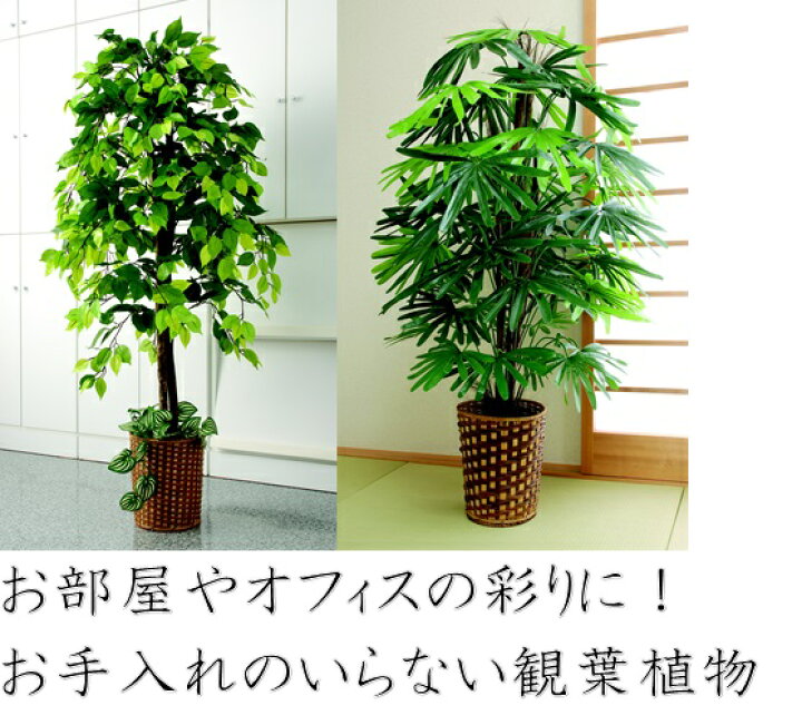 楽天市場 フェイクグリーン 2点セット 引っ越し祝い ベンジャミン 観音竹 大型 人工観葉植物 風水 リラックス おしゃれ バンブー インテリア オフィス プレゼント 観葉植物 大型 大きい 事務所 樹木 インテリア お手入れ不要 室内 ギフト 贈り物 モダン 縁起物 会社
