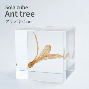 \L[u AmL  Sola cube 4cm L[u IuWF A W{ W  킢 k i` Vv CeA  NA v[g Mtg ETMml