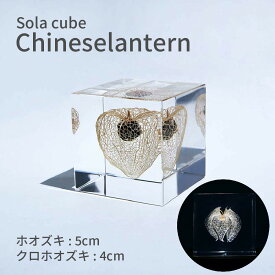 ホオズキ クロホオズキ Sola cube 5cm 4cm 宙 ソラキューブ 道を照らす おしゃれ かわいい 北欧 ナチュラル シンプル インテリア オブジェ 植物 標本 透明 小物 レジン クリア プレゼント ギフト ウサギノネドコ