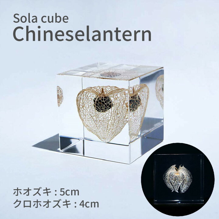 楽天市場】ホオズキ クロホオズキ Sola cube 5cm 4cm 宙 ソラキューブ 