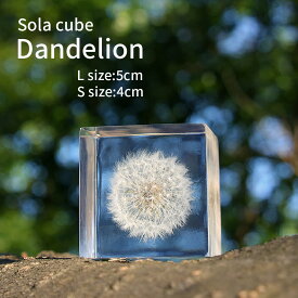 タンポポ 綿毛 Sola cube 5cm 4cm 宙 ソラキューブ 風と生きる おしゃれ かわいい 北欧 ナチュラル シンプル インテリア オブジェ 植物 標本 透明 小物 レジン クリア プリズム プレゼント ギフト