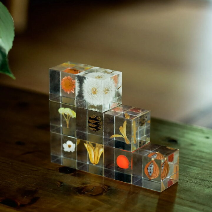 楽天市場】フウセンカズラ 種 ハート模様 Sola cube 4cm 宙 ソラ 