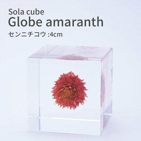 センニチコウ 千日紅 Sola cube 4cm 宙 ソラキューブ 大切に守る おしゃれ かわいい 北欧 ナチュラル シンプル インテリア オブジェ 植物 標本 透明 小物 クリア プレゼント ギフト ウサギノネドコ