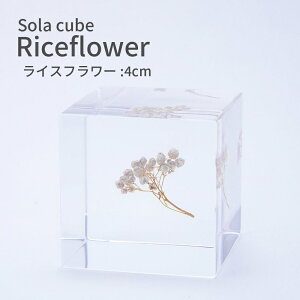 \L[u CXt[ 肠X Sola cube 4cm L[u IuWF A W{ W  킢 k i` Vv CeA  NA v[g Mtg ET