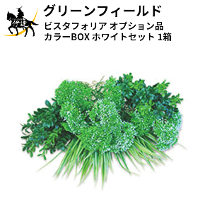 4/10 1:59�܂Ń|�C���g2�{ �O���[���t�B�[���h(/I) �r�X�^�t�H���A�y�I�v�V�����i�z �J���[BOX �z���C�g�Z�b�g 1�� [VG-WHSET]