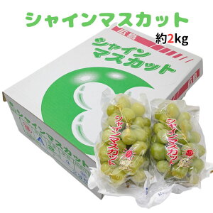 LY VC}XJbg Shine Muscat 2kg (4`8[) Ԃǂ  ykCEEȊOz@ t[c 䒆 p lߍ킹  Mtg  lC 