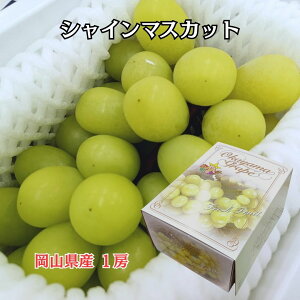 RY hVC}XJbgh 700`800g 1[ ϔ 傫 ykCEEȊOz@hV̓ t[c Mtg 蕨 XC[c v[g َq j a 
