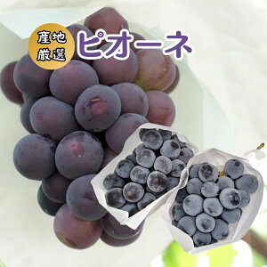 YnI hsI[lh 2pc Ԃǂ ykCEEȊOz@t[c Mtg 蕨 XC[c v[g َq j a j  Cj@̓ ̓@Pione Grap