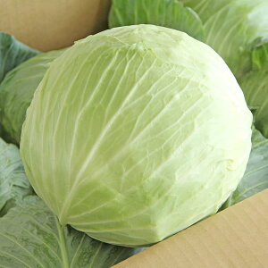 mY Y Lxc 6ʑO x 1P[X ƖpEʔ̔ ykCEEȊOz