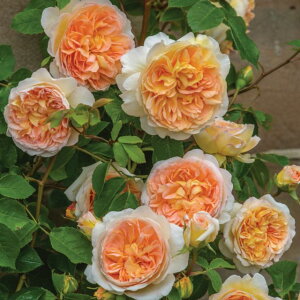 �o�X�V�[�o���c - Bathsheba Potted (Auschimbley)