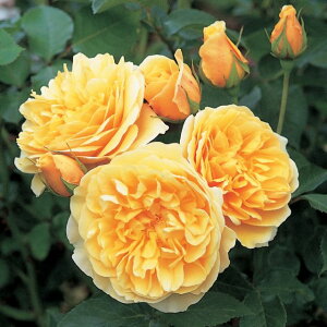 OnEg[}Xc - Graham Thomas Potted (Ausmas)