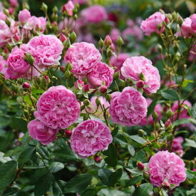 ハーロウ・カー鉢苗 - Harlow Carr Potted (Aushouse)