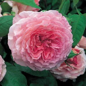 �W�F�[���Y�E�M�����E�F�C���c - James Galway Potted (Auscrystal)
