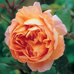 fBEG}En~gc - Lady Emma Hamilton (Ausbrother)