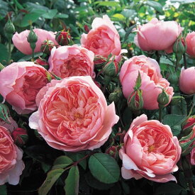 ジ・アレンウィック・ローズ鉢苗 - The Alnwick® Rose Potted (Ausgrab)