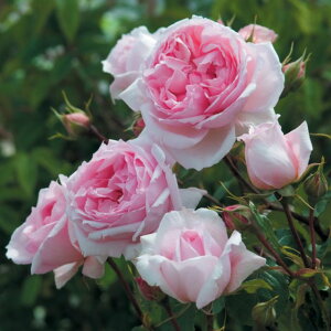 �U�E�E�F�b�W�E�b�h�E���[�Y ���c - The Wedgwood Rose Potted (Ausjosiah)