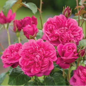�W�F�[���Y�EL. �I�[�X�`�����c - James L. Austin Potted (Auspike)