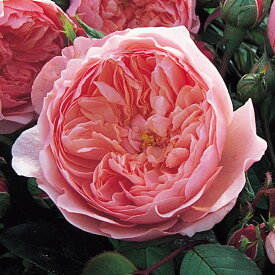 ジ・アレンウィック・ローズ 裸苗 - The Alnwick Rose(Ausgrab)