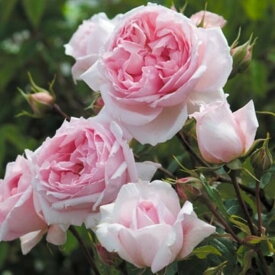 ザ・ウェッジウッド・ローズ 裸苗 - The Wedgwood Rose (Ausjosiah)