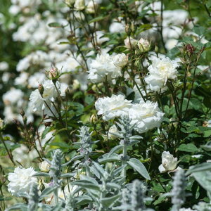 X[UEEBAYEGX c - Susan Williams-Ellis (Ausquirk)