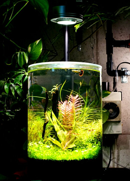 楽天市場 ボトルアクアリウム Shopbarrel 楽天市場 ボトルアクアリウム Shopbarrel