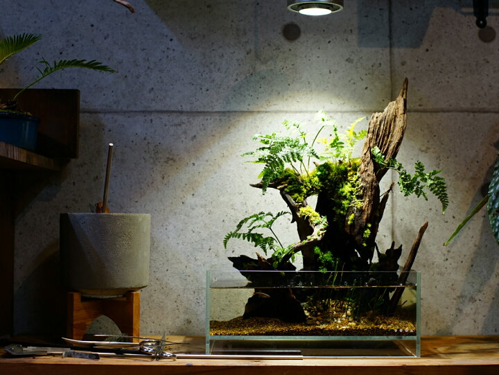 楽天市場 ボトルアクアリウム Shopbarrel 楽天市場 ボトルアクアリウム Shopbarrel