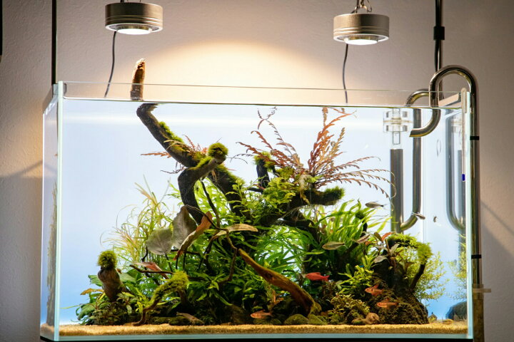 楽天市場 ボトルアクアリウム Shopbarrel 楽天市場 ボトルアクアリウム Shopbarrel