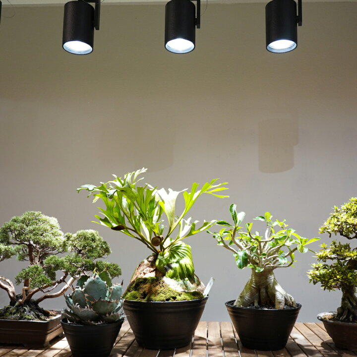 楽天市場】【3年保証】BARREL公式 植物育成ライト LED 【HADES LED 45W 