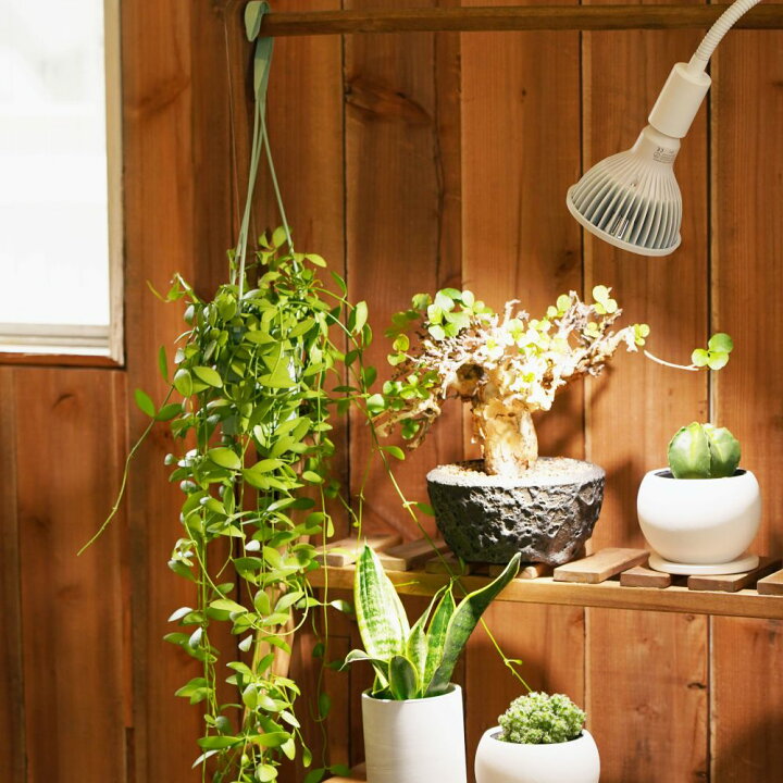 ツクヨミ LED 20W 初回限定リフレクター付 （◇ TSUKUYOMI LED-20W  