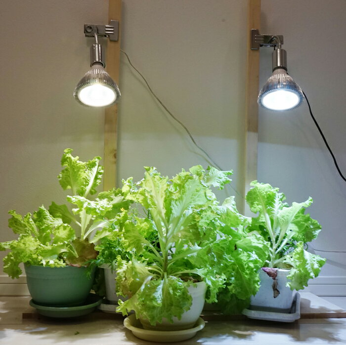 楽天市場 植物育成led Sun w W 白色電球 口径e26 Plantlightw W 観葉植物 植物栽培ライト Shopbarrel