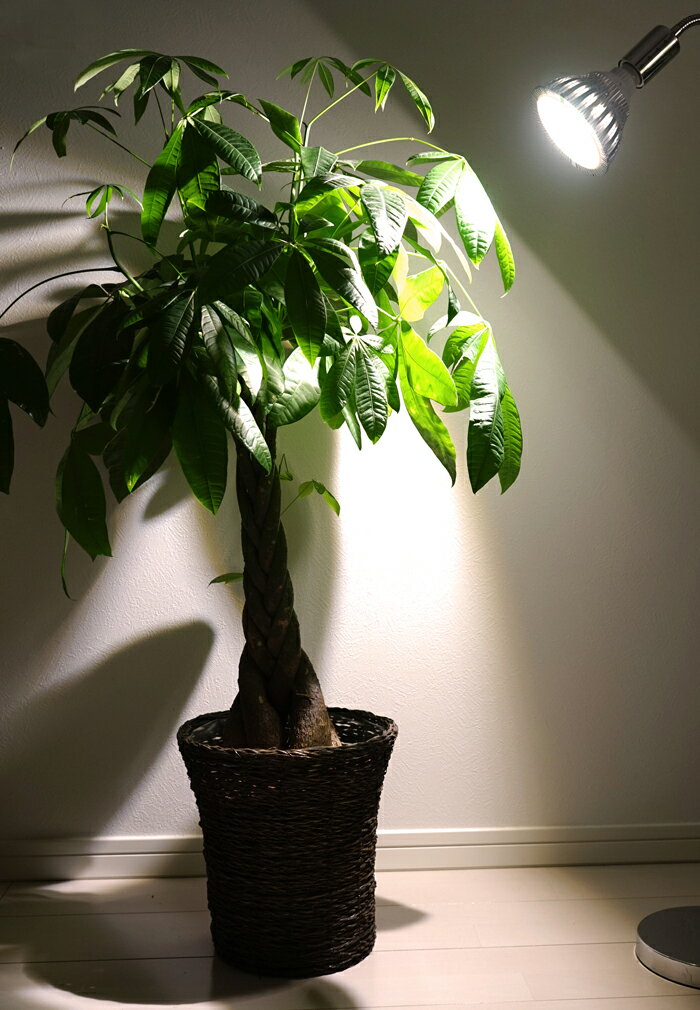 楽天市場 植物育成led Sun w W 白色電球 口径e26 Plantlightw W 観葉植物 植物栽培ライト Shopbarrel