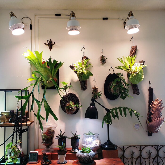 楽天市場 植物育成led Plantlight18w 白色クリップタイプ Sun 18w プラントクリップa 観葉植物 植物栽培ライト Shopbarrel